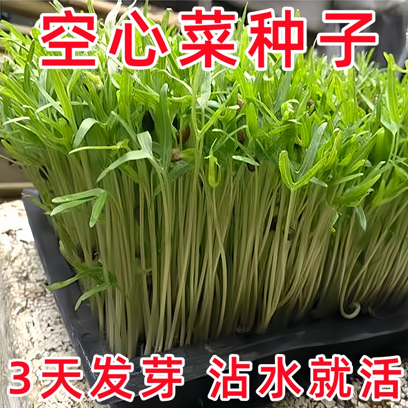 【新种上市】水培空心菜种子四季种植阳台盆栽简单易种植庭院蔬菜