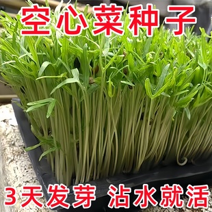 【新种上市】水培空心菜种子四季种植阳台盆栽简单易种植庭院蔬菜