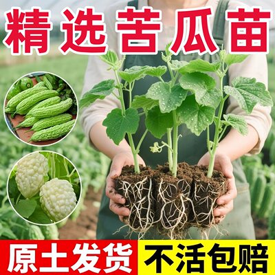 本地老品种苹果苦瓜苗秧苗大顶水果大肉苦瓜种籽苗春季蔬菜苗秧苗