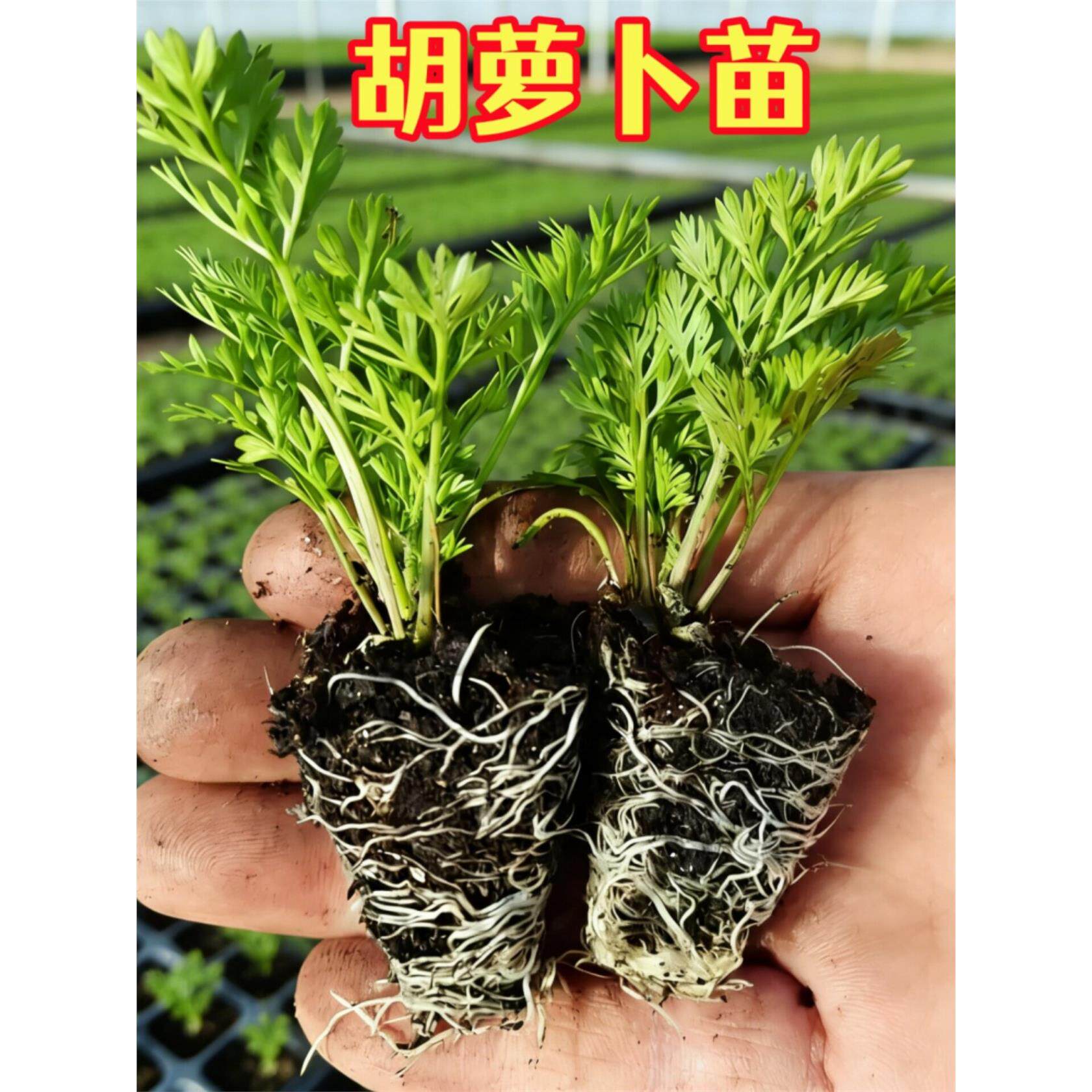 胡萝卜苗秧老品种红萝卜苗樱桃萝卜黄色沙窝水果白萝卜盆栽蔬菜苗