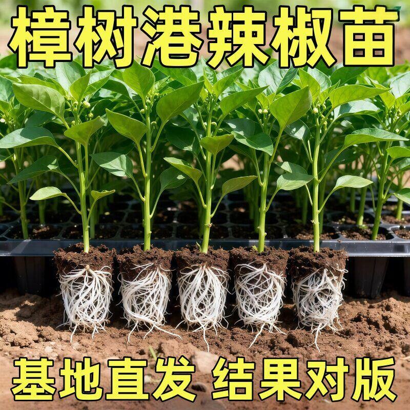 正宗湖南樟树港辣椒苗秧带士球薄皮小青尖椒种子高产春秋庭院蔬菜