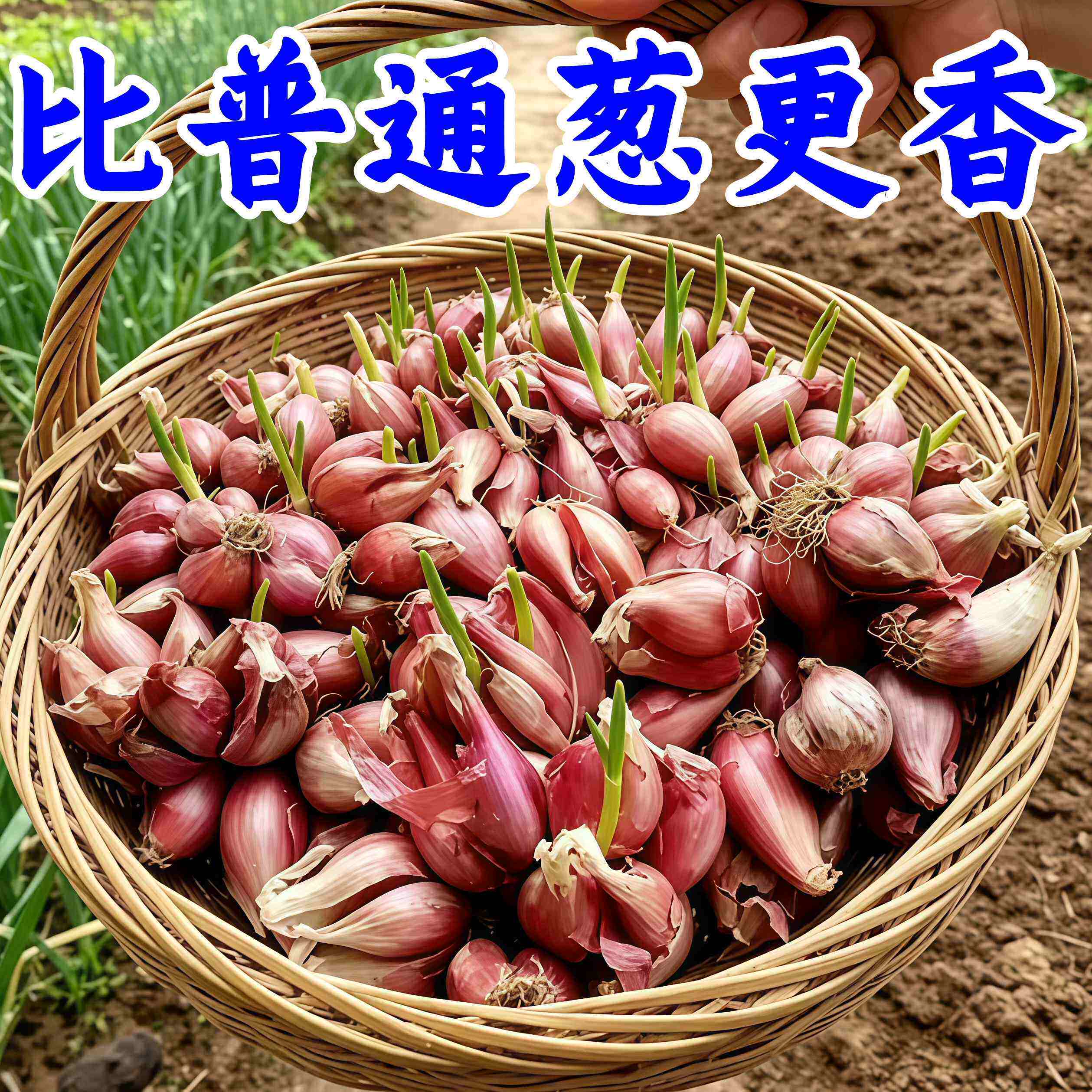 可种植可食用小香葱红葱头火葱黄葱四季葱苗榨葱油干葱头