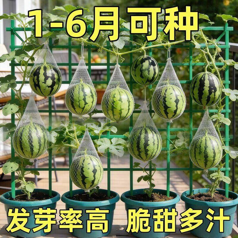 超甜蜂蜜小西瓜种子红玉小西瓜薄皮无籽四季庭院阳台盆栽水果种籽