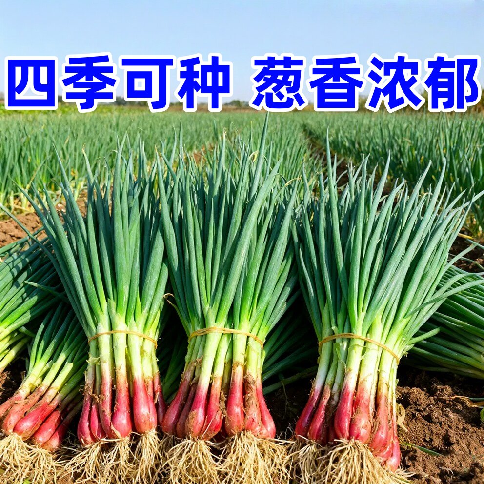 四季红根小香葱种子红葱头葱籽葱头葱种籽四季农家盆栽菜蔬菜种孑