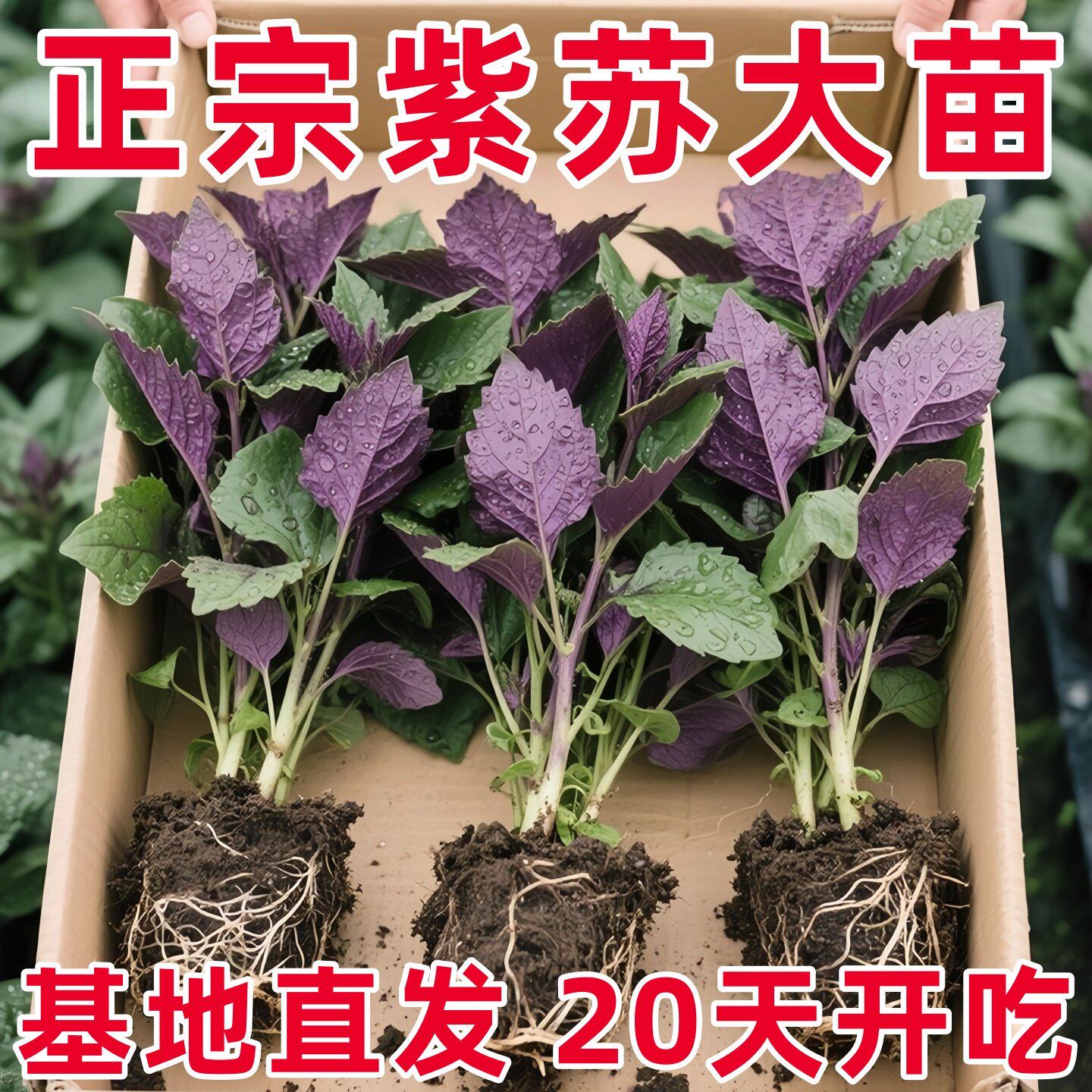 新鲜20棵紫苏苗带发货现摘现发农家幼苗苗可阳台盆栽可食用