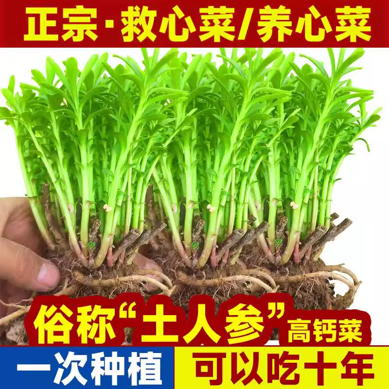 养心菜种苗 养心菜苗子 救心菜苗子植物高钙菜阳台盆栽特色保健菜,鲜花速递/花卉仿真/绿植园艺,红掌/凤梨/温室花卉,淘宝优惠券,粉丝福利购,淘宝优惠卷
