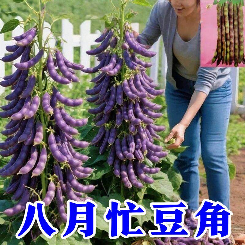 八月忙豆角种子冻死鬼耐寒耐热高产无筋四季豆摘不败秋紫豆豆角