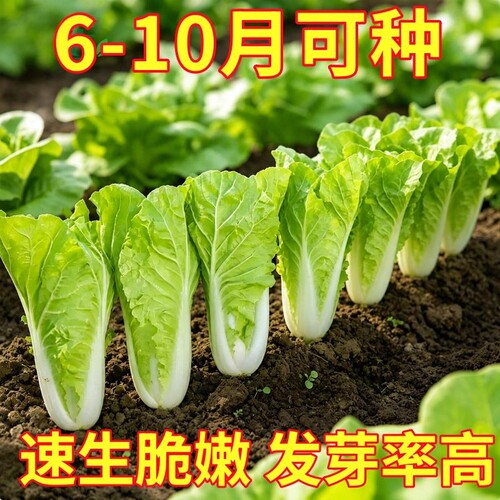 奶油快菜种子种籽四季小白菜蔬菜青菜菜种孑子籽种大全白莱快菜种