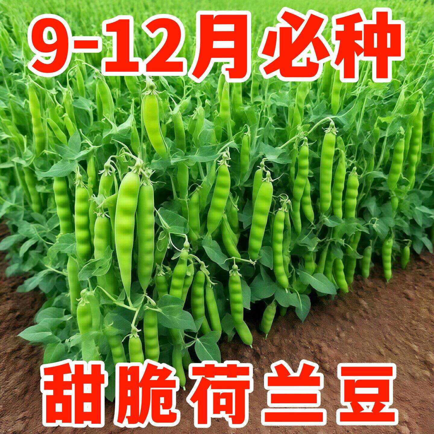 荷兰豆甜脆种子菜豌豆双花双夹高产耐寒农家自种秋冬季豆角菜种子