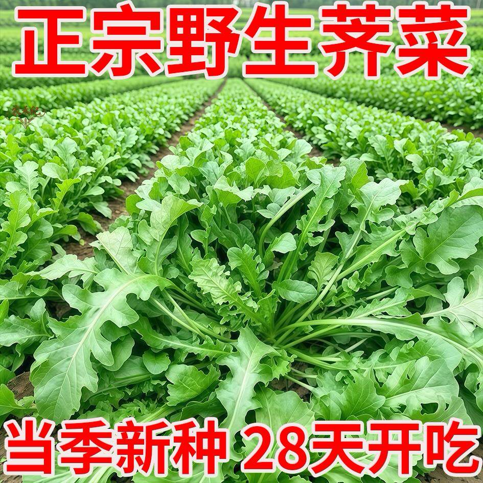 纯野生荠菜种子正宗老品种大叶鲜甜四季种植高产有机农家种植庭院
