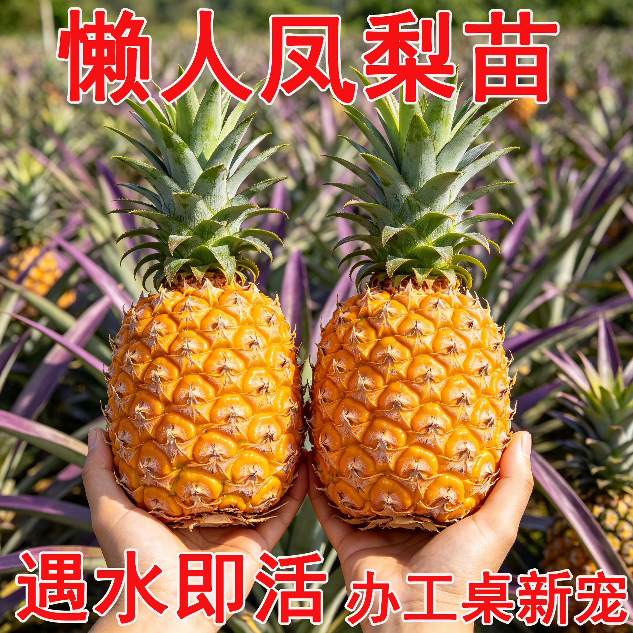 台湾金钻凤梨苗阳台庭院盆栽 地菠萝果树苗南方盆栽地栽带叶包邮