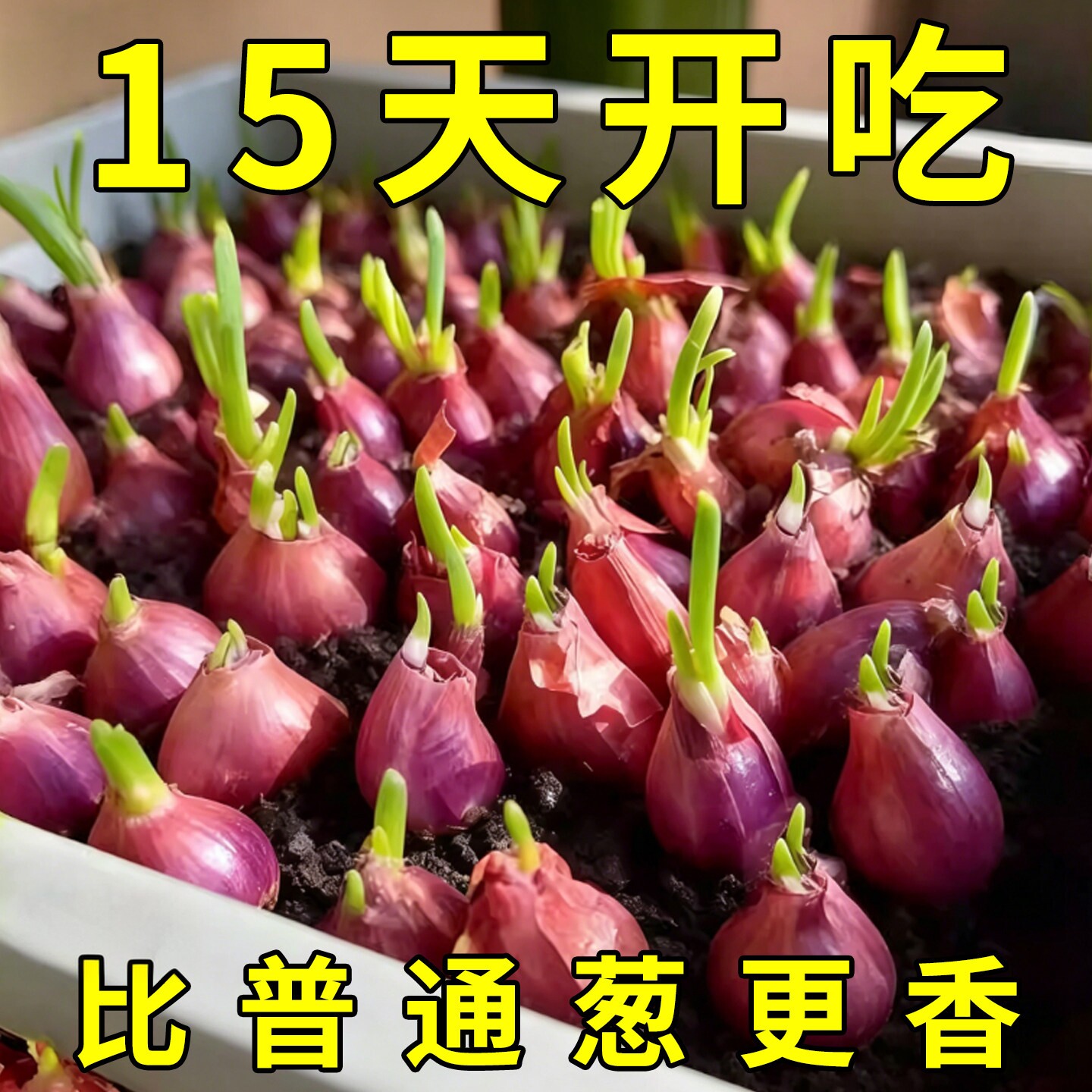 红葱头种四季葱头干葱头家庭阳台花盆栽小香葱种四季香葱火葱种子