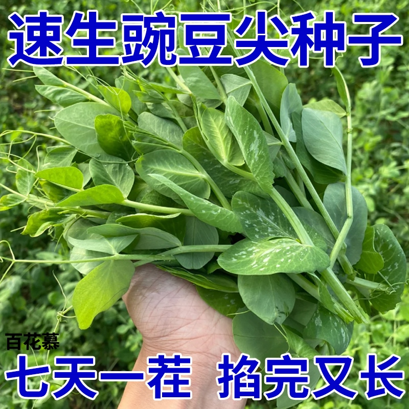 豌豆种籽大豌豆苗蔬菜种子水培无须莱豆小尖芽菜四季种植蔬菜种孑