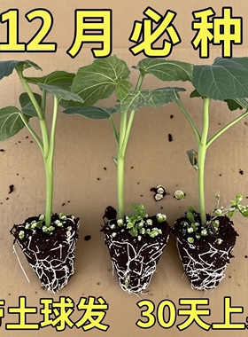 水果秋葵苗大苗带土菜苗夏季绿秋葵蔬菜种苗黄秋葵种子籽幼苗秧黄