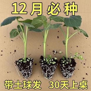 水果秋葵苗大苗带土菜苗夏季绿秋葵蔬菜种苗黄秋葵种子籽幼苗秧黄
