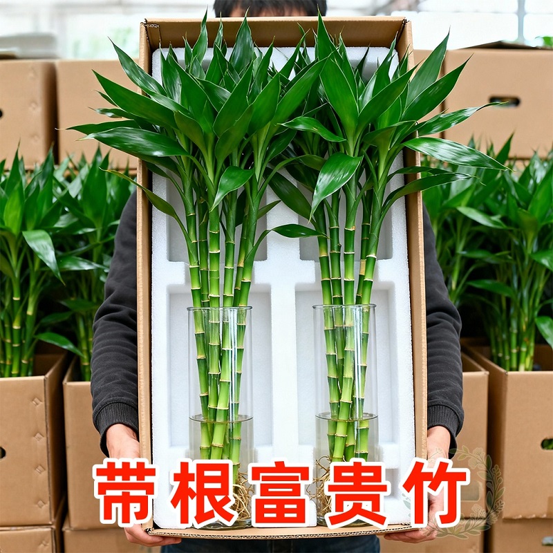 富贵竹水培绿植物水养发财竹带根室内盆栽观音竹招财转运竹发财竹