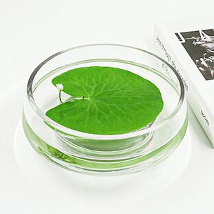 一叶莲筒钱草盆金钱草苔藓闷养盆器玻璃容器微景观植物水培花盆