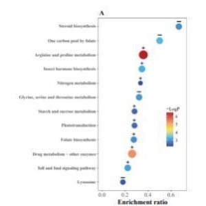 GEO生信分析 生信实验科研思路火山图实验外包动物细胞蛋白TCGA