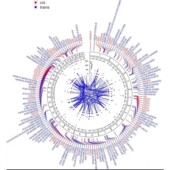 R语言代码 Rstudio绘图SCI科研生信医学桑基热图数据分析作图