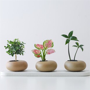 文竹盆栽创意迷你拇指工位绿植物室内客厅桌面办公桌花卉四季常青