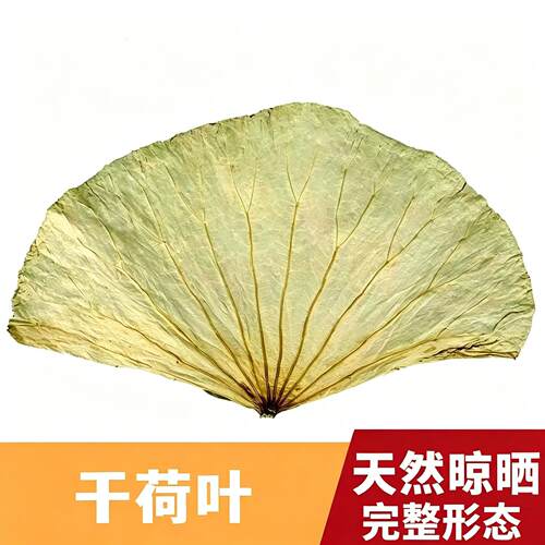 荷叶整张荷叶荷叶茶荷叶片干荷叶糯米鸡荷叶鸡荷叶饭荷叶旗舰店