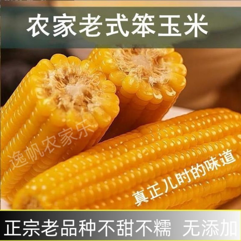 传统老式笨玉米黄老玉米非转基因有嚼劲非甜非糯越嚼越香真空原味