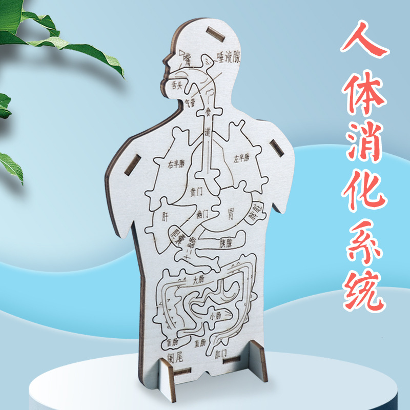 科技小制作小发明手工DIY人体消化系统内脏拼图木质模型科学实验
