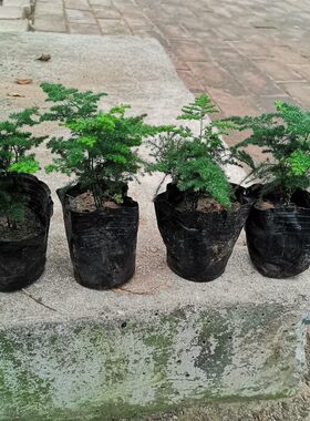矮化袖珍小文竹迷你植物假山造景水陆缸景观配草小巧矮生密叶文竹