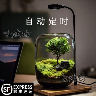 【生命之树】创意桌面苔藓微景观成品盆景好养鲜活绿植生态瓶盆栽