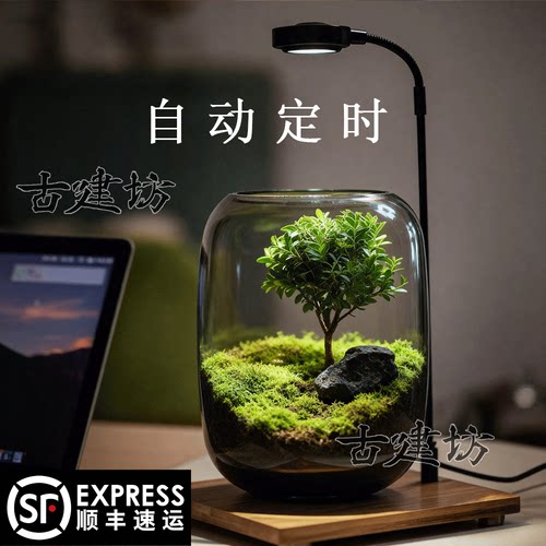 生命之树创意桌面苔藓微景观盆景
