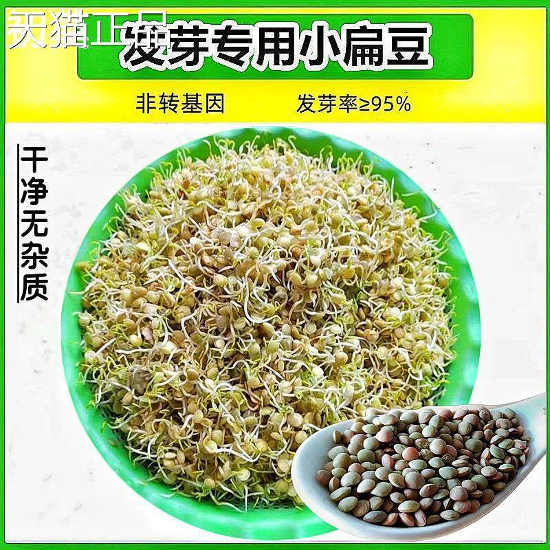 发芽专小扁豆用甘肃特产农家高原金豌豆兵豆豆绿扁五谷杂粮扁豆子