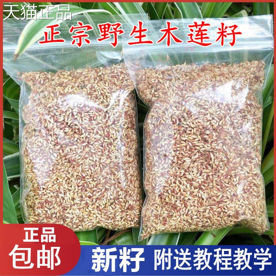 诸浙江暨特产木莲豆腐木莲冰子野生木莲籽爱玉子粉籽薜荔籽凉粉籽