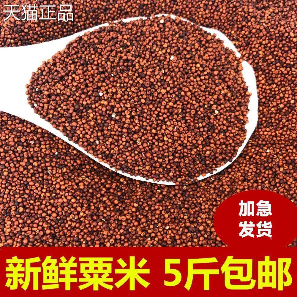 广西粟米粒龙爪粟拳头粟枕头鸭脚粟米粥鸭小脚栗米粟红色米粉