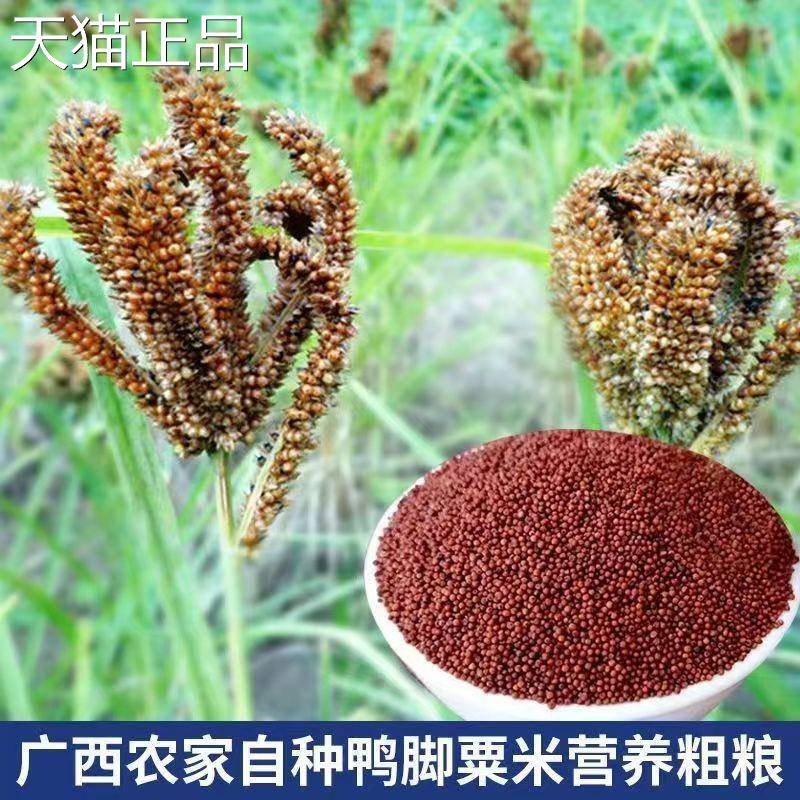 广西粟米龙爪粟儿枕头五谷杂粮鸭粟米粥红婴色粟脚米粒包邮栗米粉