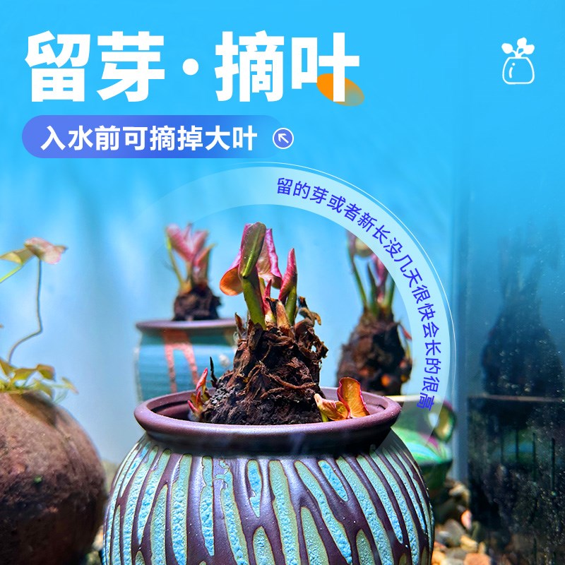 彩陶陶罐水草植物花盆定植红荷根睡莲阴性后景草淡水鱼缸造景摆件