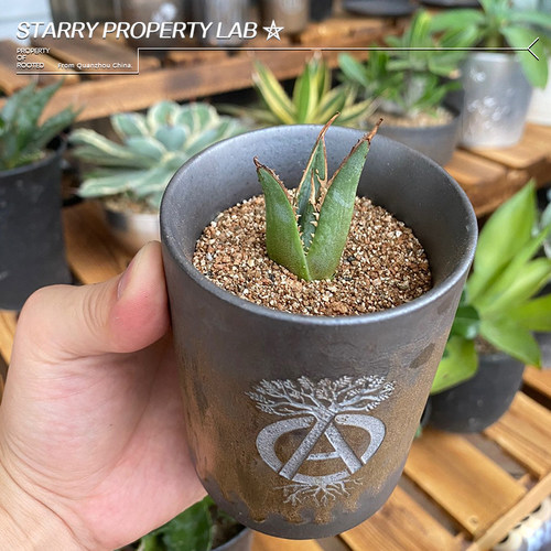 6NEIGHBORHOOD潮流SRL花盆多肉植物块根陶瓷龙舌W兰仙人球植木钵