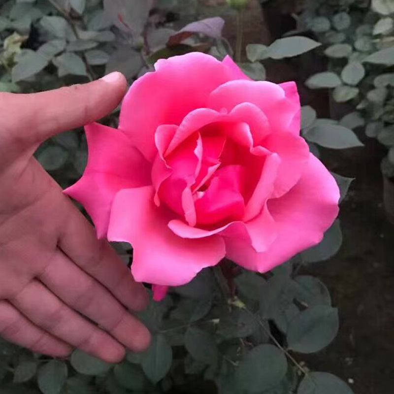 大花品种月季花苗粉扇阳台庭院浓香多季节开花卉绿植阳台庭院盆栽