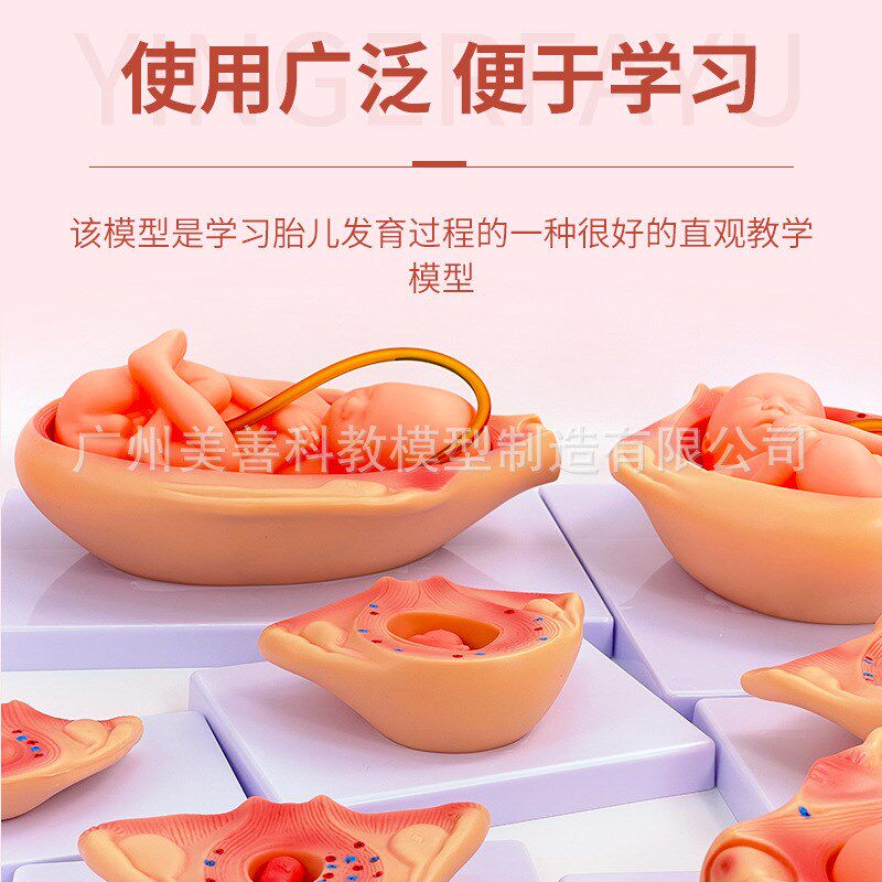 妊娠胚胎发育模型胎儿发育过程模型10部件版计划生育演示模型
