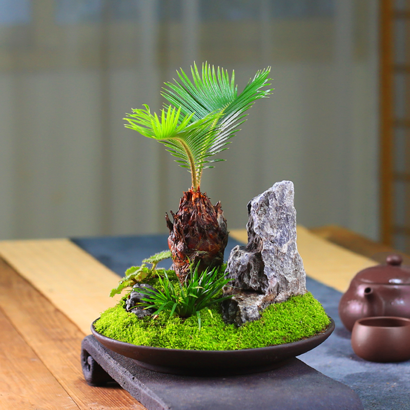 铁树创意造型盆景桌面微型山水盆栽室内观叶绿植苏铁办公室客厅