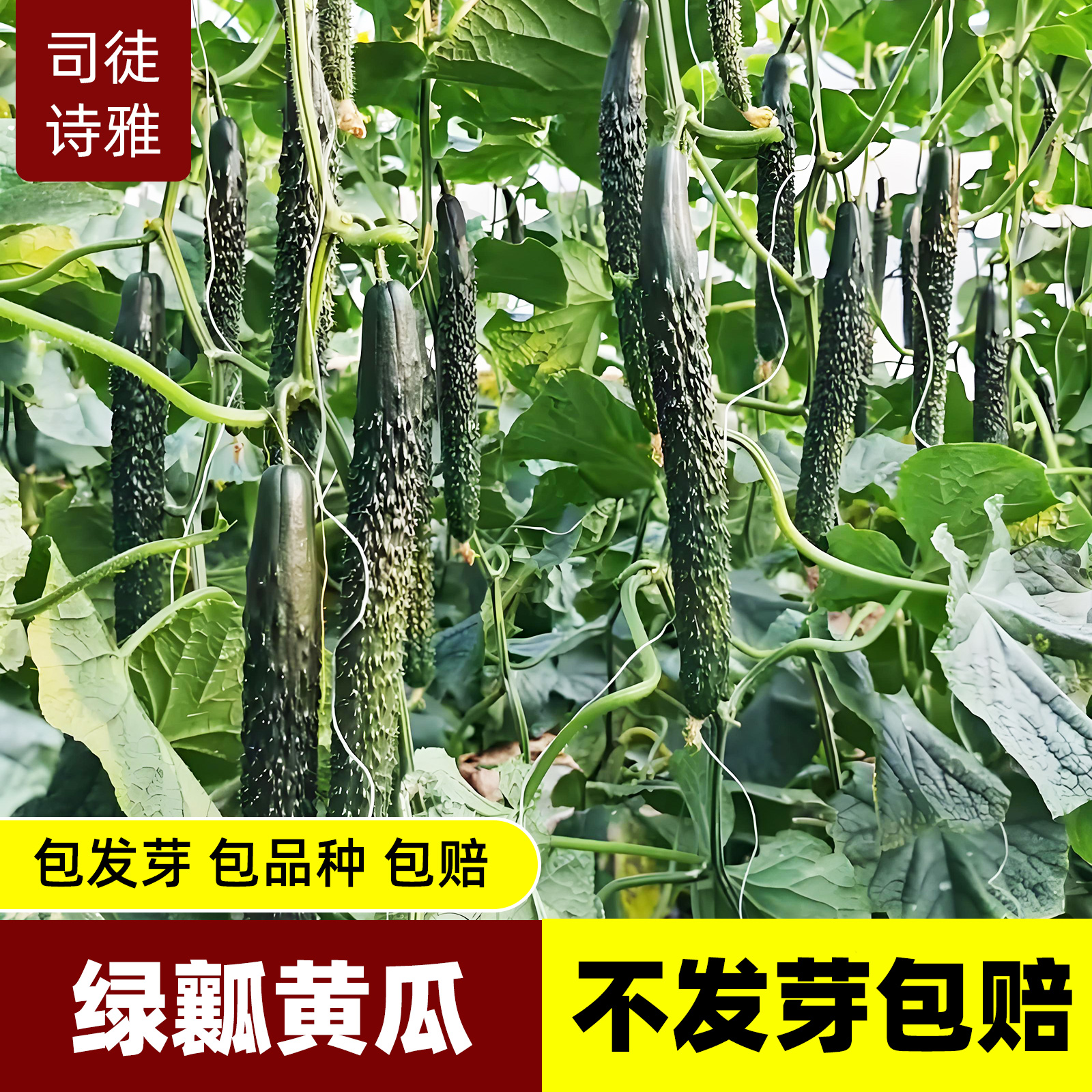 高产老品种绿心黄瓜种子