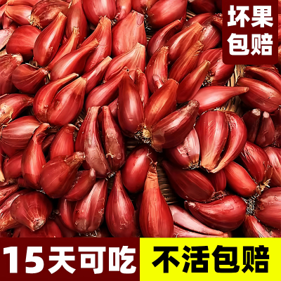 红葱头四季小香葱四季播种