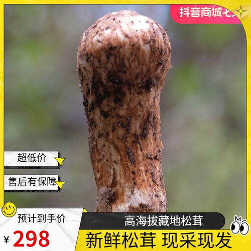 迷藏卓玛新鲜松茸500克-1000克高海拔鲜松茸煲汤刺身煎炒