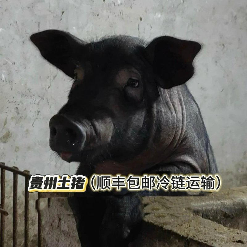 现称 一物一拍冷链发货贵州高山粮食土猪肉，农户熟食喂养。