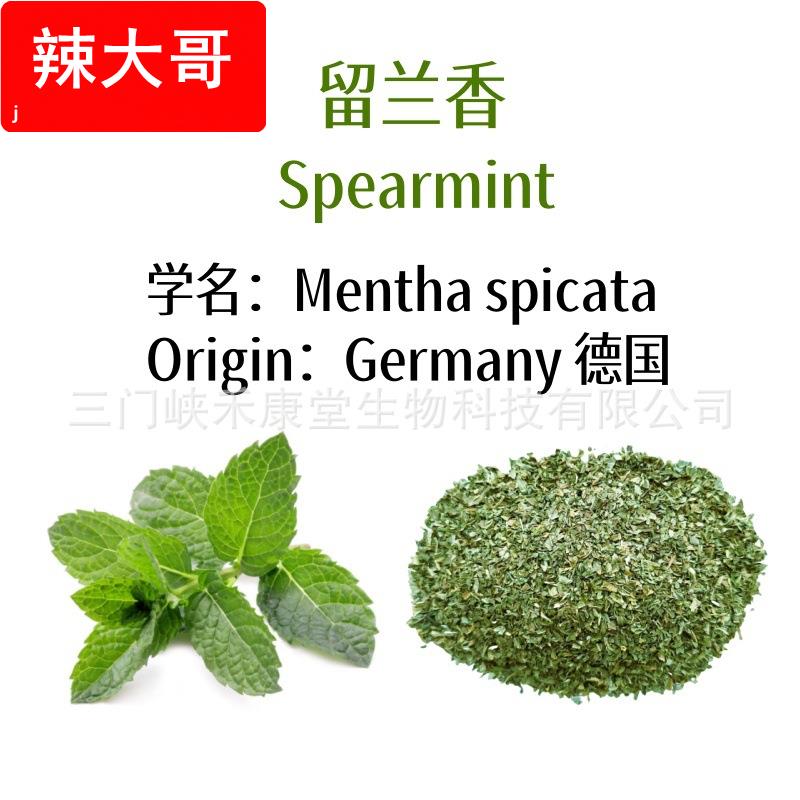 包邮留兰香薄荷茶碎散装 spearmint tea bag皱叶留兰香现货