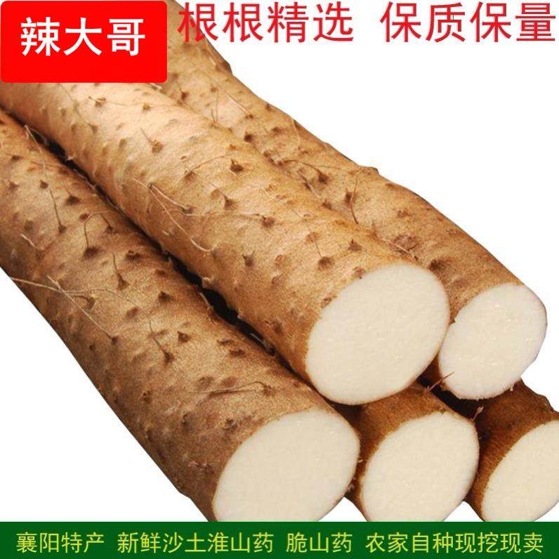襄阳脆山药 新鲜菜山药 粗大山药 农家淮山药 现挖现发