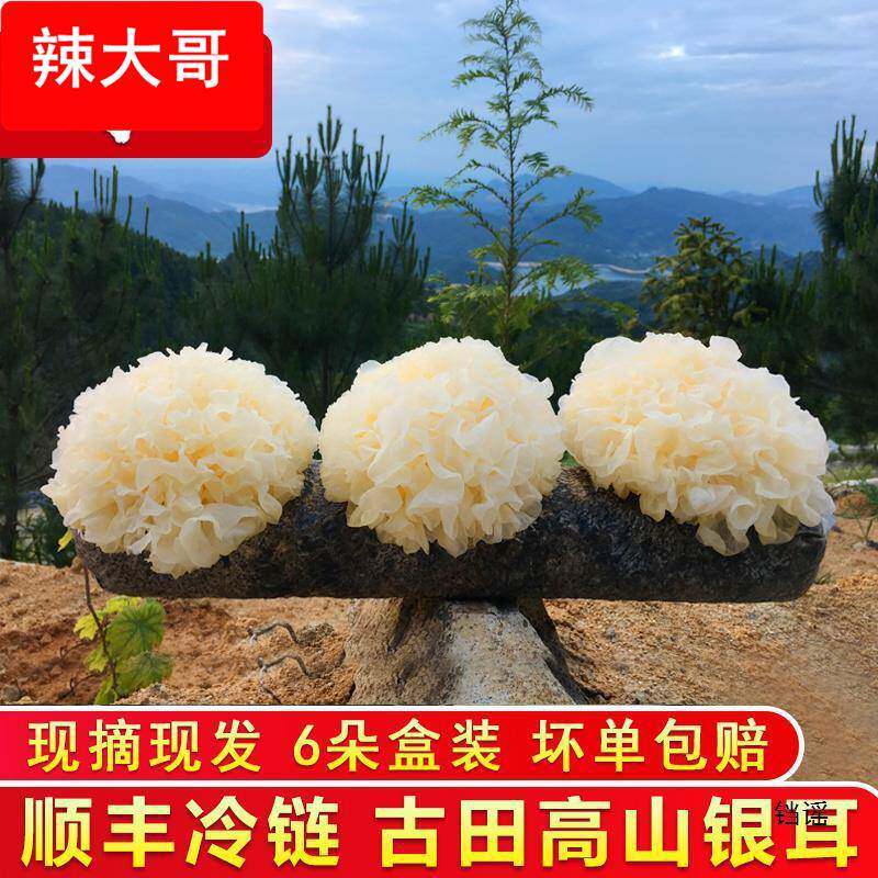闽妃古田新鲜银耳6朵盒装 活鲜白木耳糯雪耳非丑耳干货银耳莲子羹