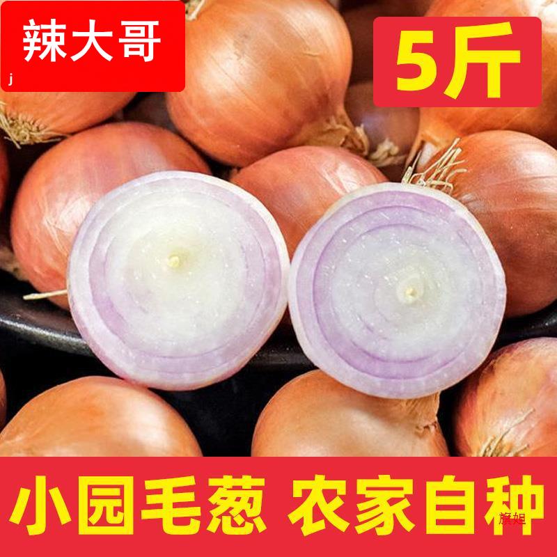 东北产毛葱农家小园自种小毛葱蘸酱毛葱大毛葱头新鲜5斤包邮