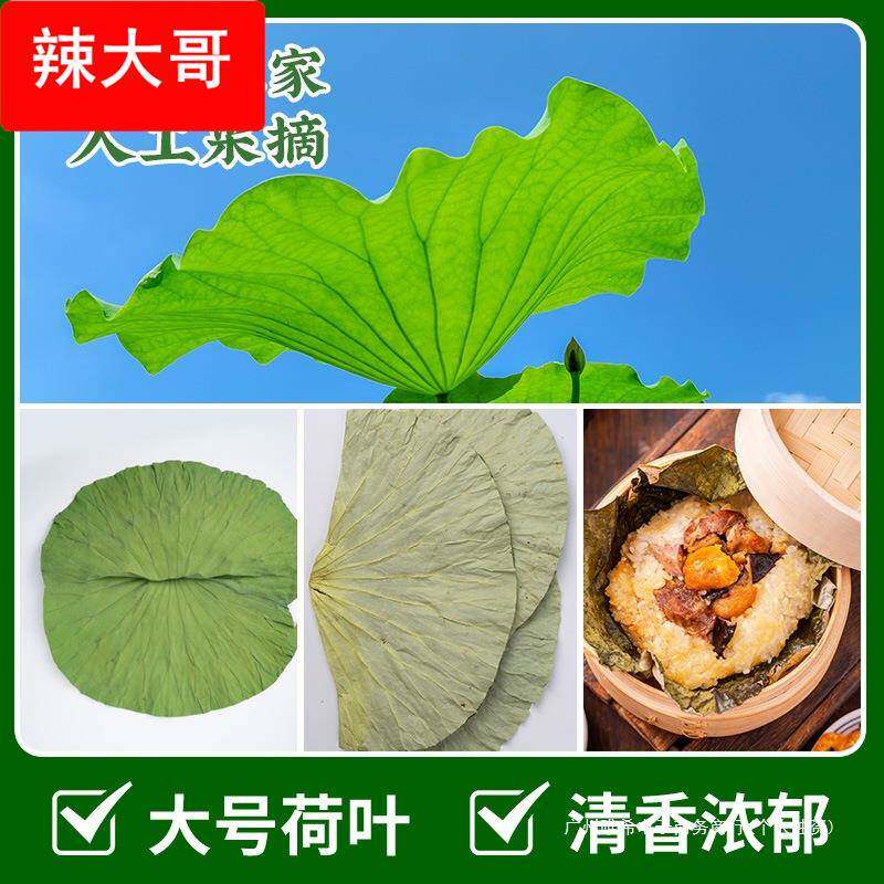 四川荷叶整张250干荷叶叫花鸡糯米鸡木桶饭荷叶粥专用新鲜荷叶片
