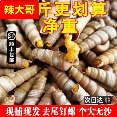 钉螺鲜活去尾大号锥螺新鲜海螺丝捞汁小海鲜麻辣贝类包邮商用鲍鱼