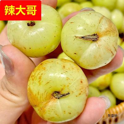 博惠潮汕油柑果新鲜采摘青油甘果余甘果甜种油甘果滇橄榄孕妇当季